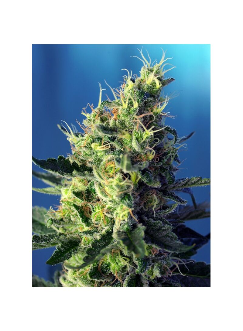 Sweet Pure CBD, Фасовка: 3+1